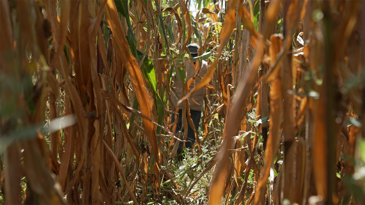 Agroecología y la salud de los y las trabajadoras del campo.